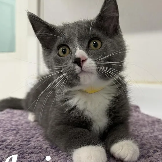 A young medium-sized male White Domestic Short Hair cat named Irvin for adoption in Manistee, MI