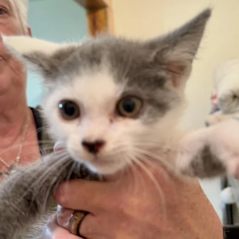 A baby small-sized female Gray / Blue / Silver Domestic Short Hair cat named Juno Miller for adoption in Woodstock, VA