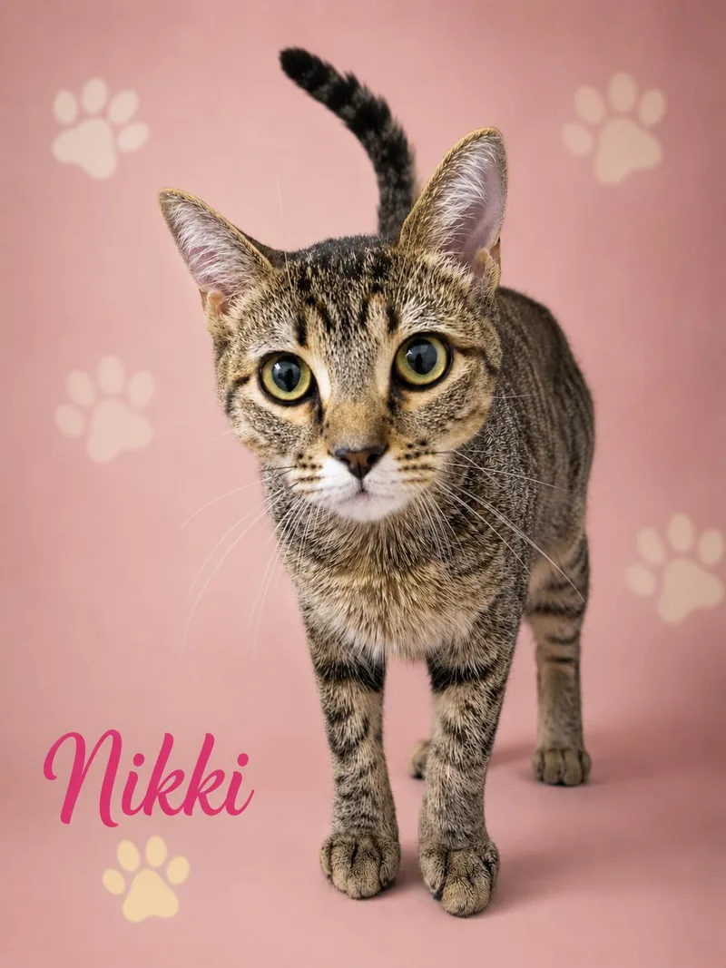 Nikki thumbnail 3