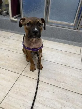 A young medium-sized female Pit Bull Terrier dog named Nesta for adoption in Reisterstown, MD