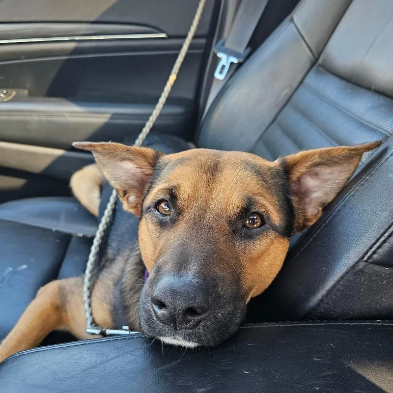 A young medium-sized male Black German Shepherd Dog dog named Charmant for adoption in Austin, TX