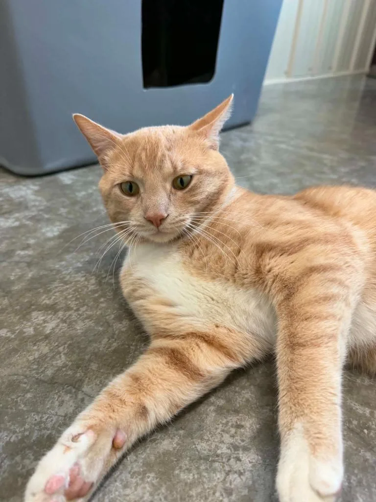 An adult medium-sized male Domestic Short Hair cat named Mr. T for adoption in Medford, WI