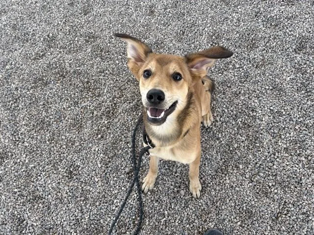 A young large-sized male German Shepherd Dog dog named Crab Rangoon for adoption in Mesa, AZ