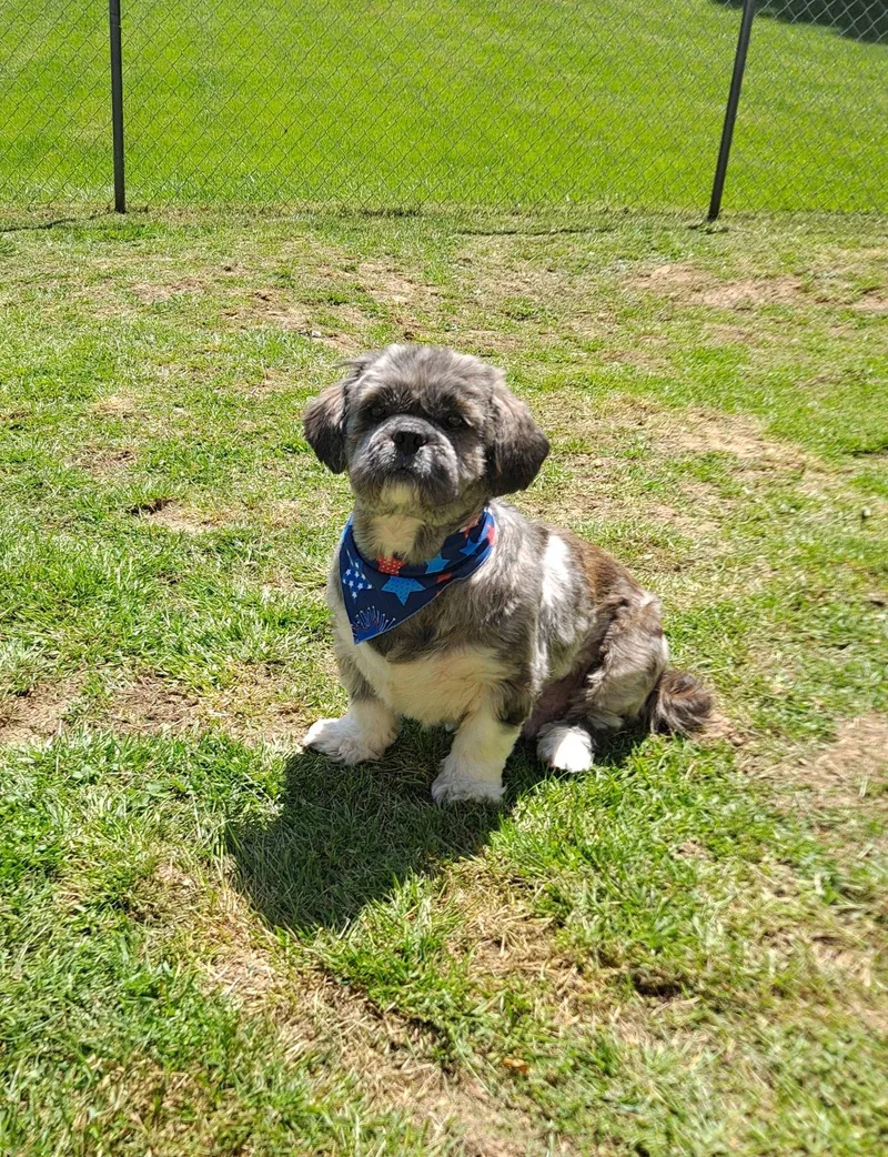 An adult small-sized male Mixed Breed dog named Grayson for adoption in Fairmont, WV