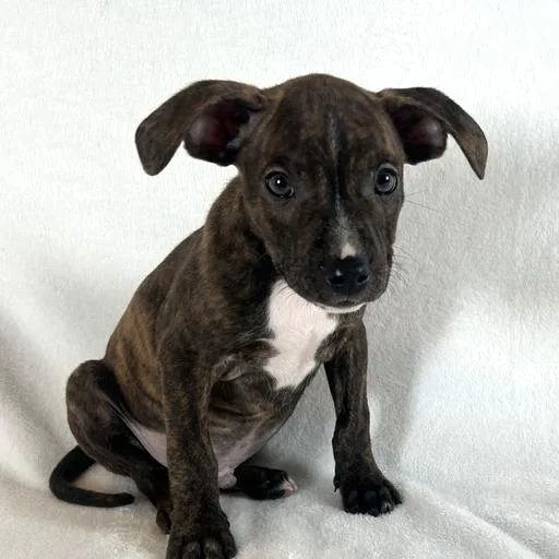 A baby medium-sized male Brindle Terrier dog named Johnny Cash for adoption in Johnson City, TN