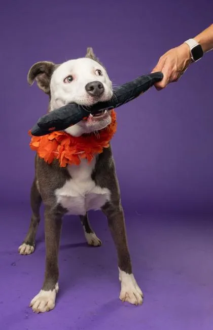 An adult large-sized male Mixed Breed dog named Tommy Rudford for adoption in Atlanta, GA