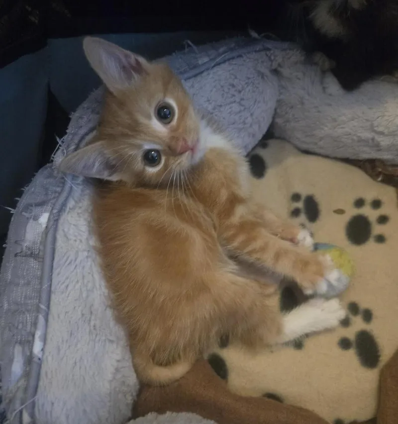 Charmander thumbnail 2