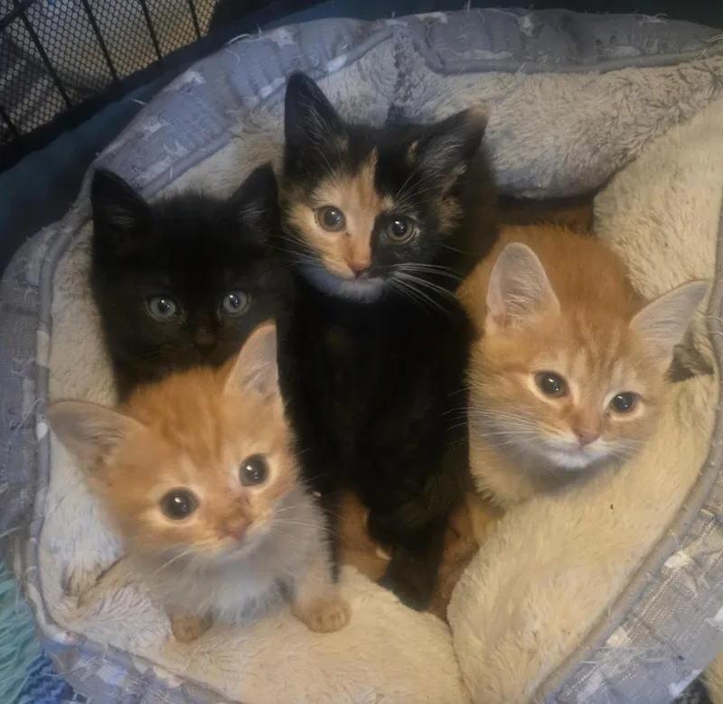 Charmander thumbnail 3