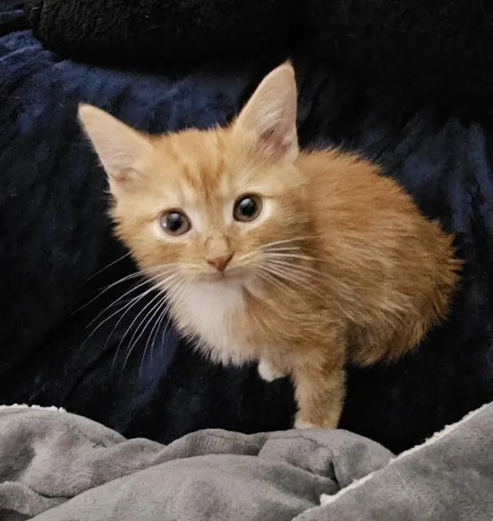 A baby medium-sized male Tabby (Orange / Red) Domestic Short Hair cat named Charmander for adoption in New York, NY