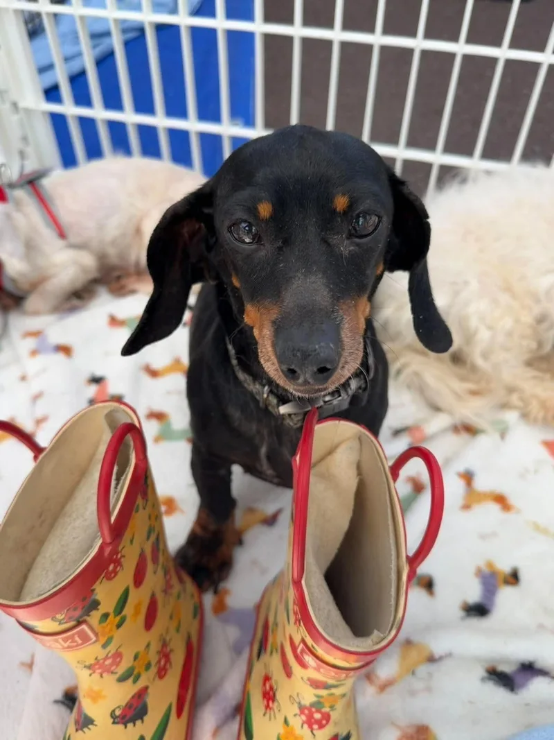 An adult small-sized female Dachshund dog named Zubie for adoption in Havertown, PA