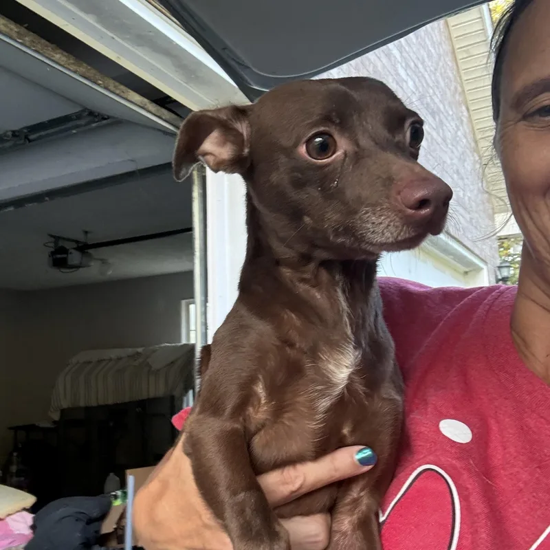 An adult small-sized male Chihuahua dog named Willie for adoption in Eagleville, TN