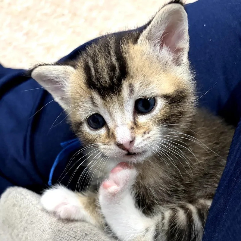A baby small-sized female Brown / Chocolate Domestic Short Hair cat named Curious for adoption in Long Beach, CA