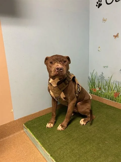 A senior large-sized male Pit Bull Terrier dog named Third for adoption in Lancaster, CA
