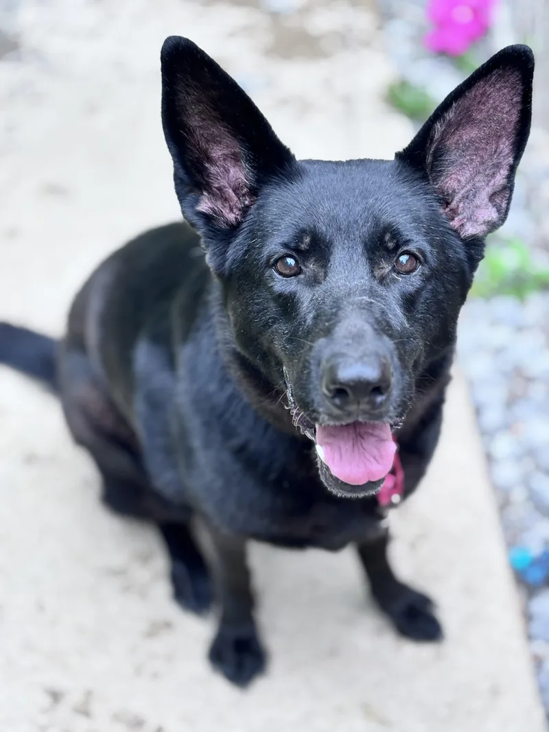 An adult large-sized female Black German Shepherd Dog dog named Cher for adoption in Grafton, WV