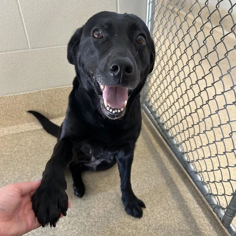 An adult medium-sized female Black Labrador Retriever dog named Elowyn for adoption in Bristol, IN
