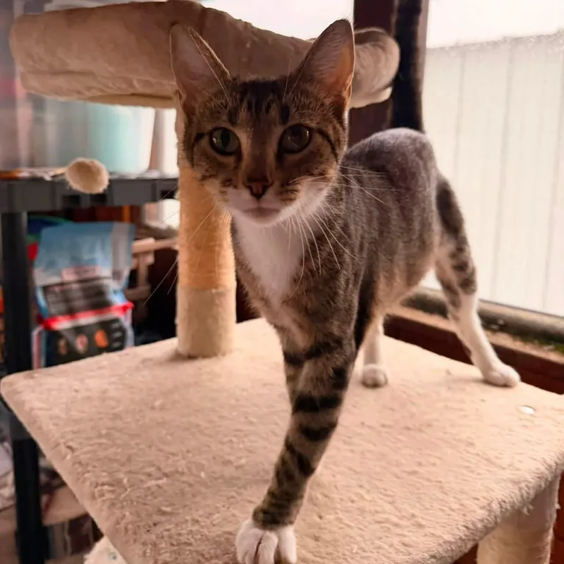 A young medium-sized female Domestic Short Hair cat named Kiki for adoption in McHenry, IL