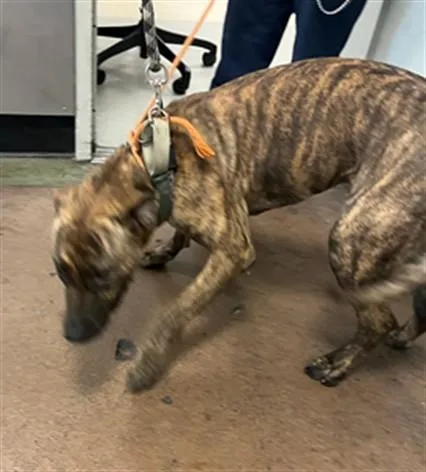 A young medium-sized female American Staffordshire Terrier dog named Princess for adoption in Van Nuys, CA