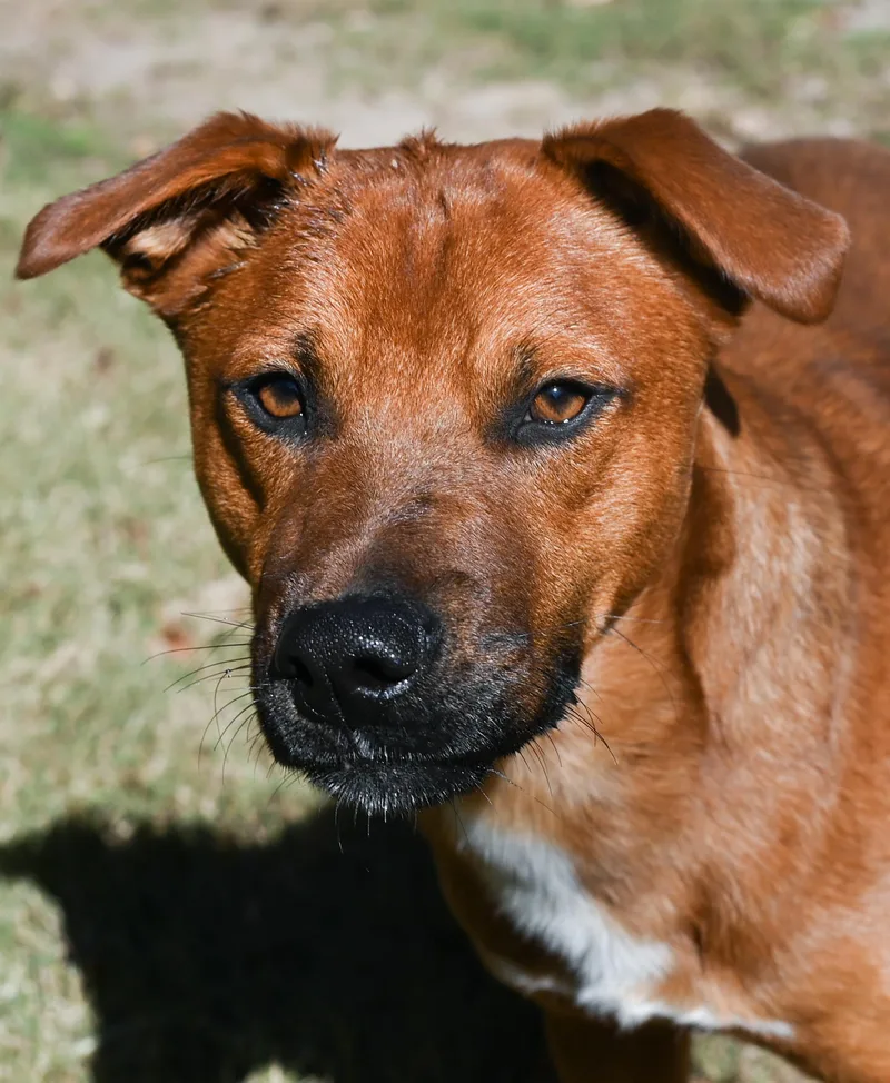 A young medium-sized male Brown / Chocolate Shepherd dog named Lil' Dan for adoption in Chattanooga, TN