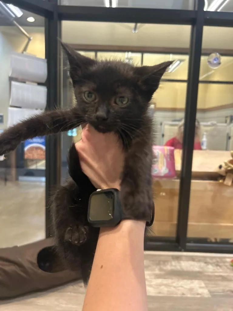A baby small-sized female Domestic Short Hair cat named Alice for adoption in Douglasville, GA