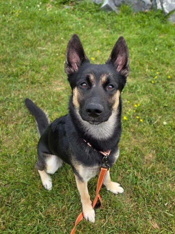 A young medium-sized male German Shepherd Dog dog named Excalibur for adoption in Millersville, MD