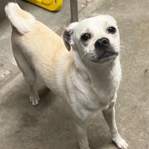A young small-sized male Pug dog named Kyle for adoption in San Martin, CA