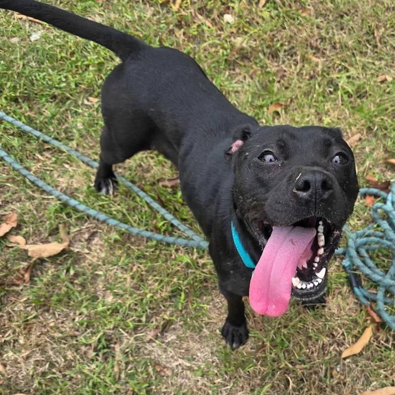 An adult medium-sized female Mixed Breed dog named Phoenix for adoption in Clarksville, TN