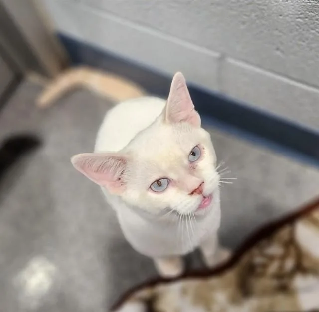 A baby small-sized male Domestic Short Hair cat named Oberon for adoption in Kalamazoo, MI