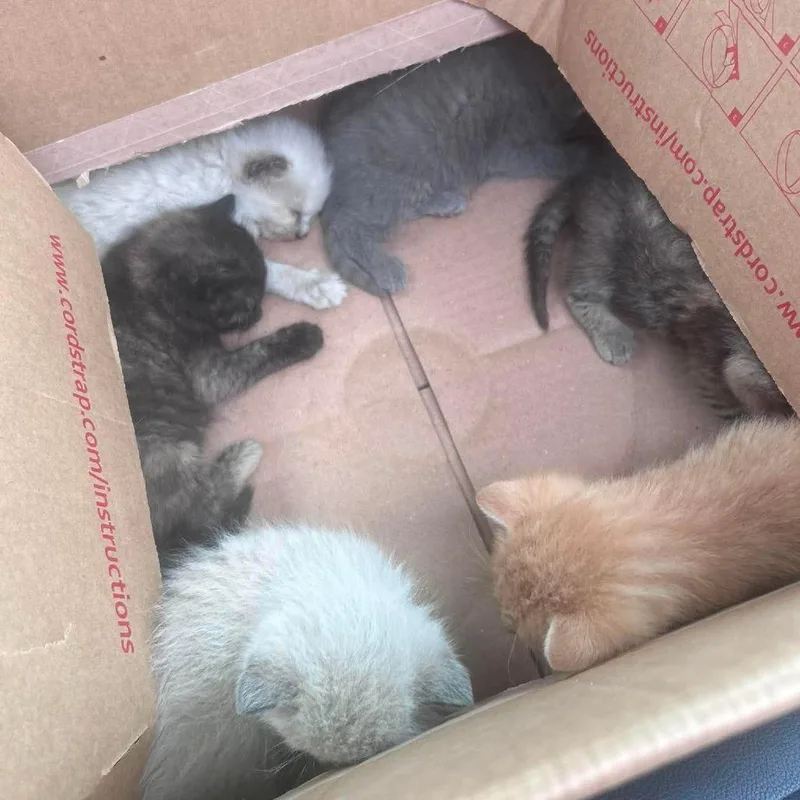 A baby small-sized female Gray / Blue / Silver Domestic Short Hair cat named Hollis Ashby for adoption in Woodstock, VA