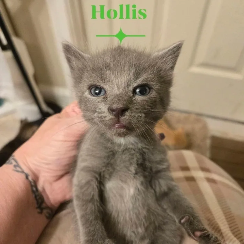 Hollis Ashby thumbnail 2