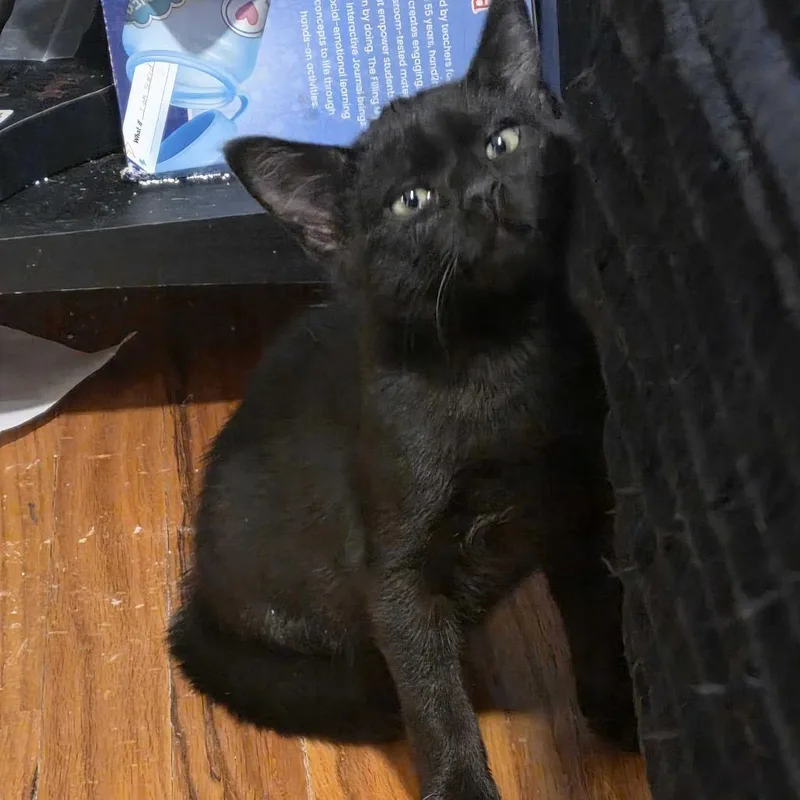 A baby small-sized female Black Domestic Short Hair cat named Ivy for adoption in Grantsville, UT