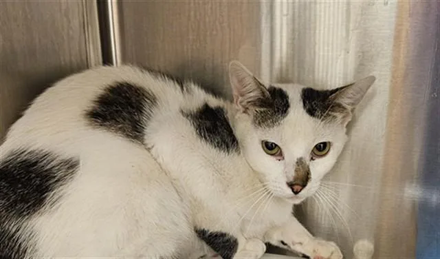A young small-sized male Domestic Short Hair cat named Hopper for adoption in Albuquerque, NM