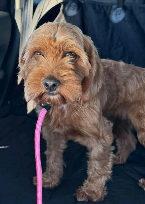 A young small-sized female Cockapoo dog named Sweet Caroline for adoption in Hamburg, NY