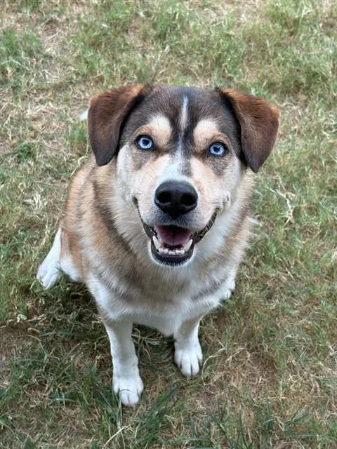 An adult medium-sized female Husky dog named Blue for adoption in Forney, TX