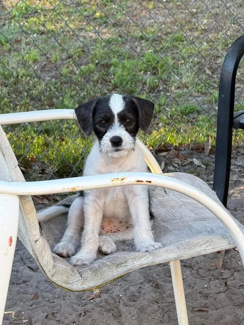 A baby medium-sized male White / Cream Mixed Breed dog named Spud for adoption in Ruskin, FL