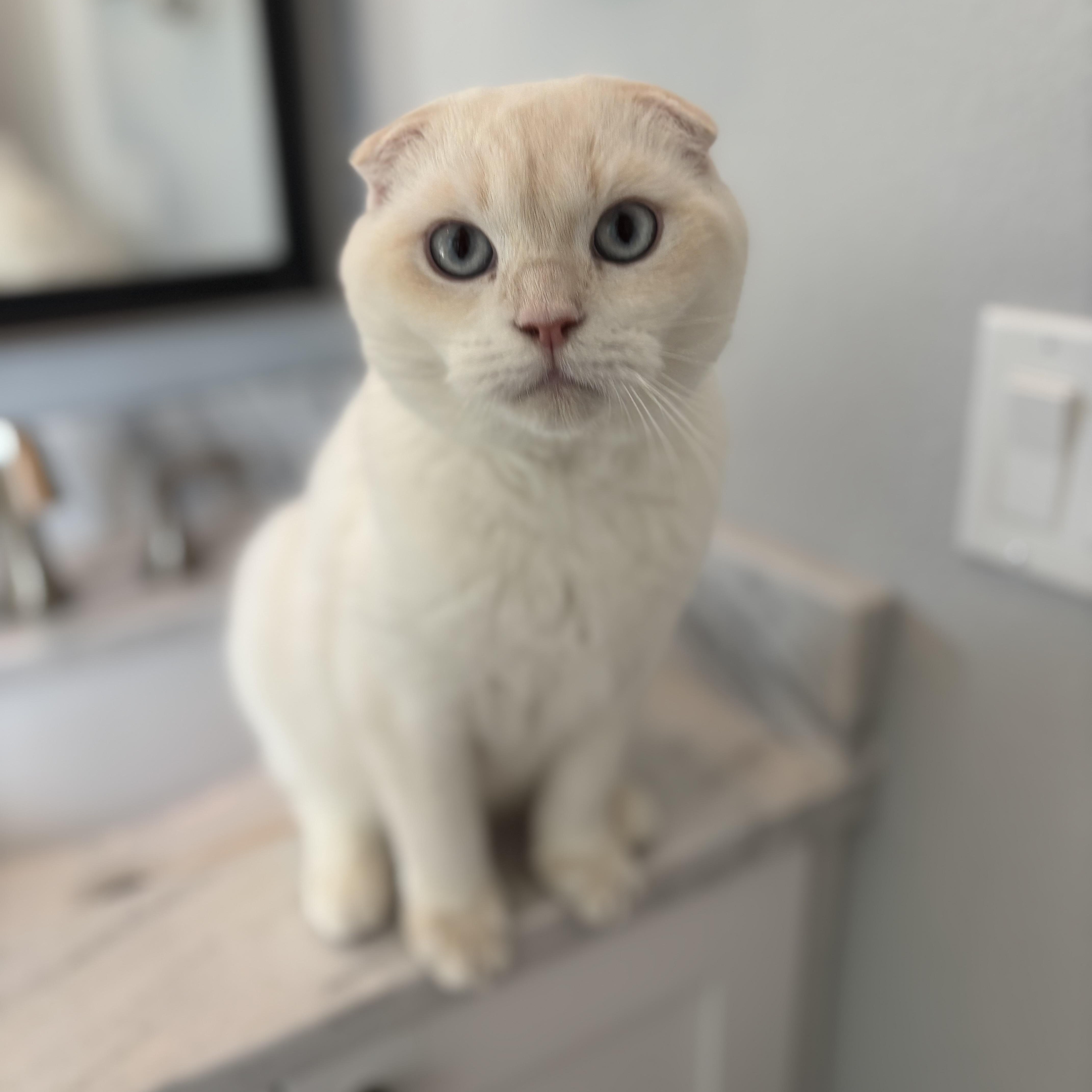 A young small-sized male White Scottish Fold cat named Fish for adoption in Tampa, FL