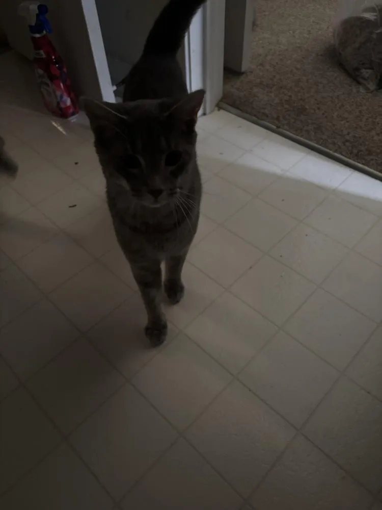 An adult medium-sized male Gray / Blue / Silver Domestic Short Hair cat named Heiress for adoption in Salisbury, NC