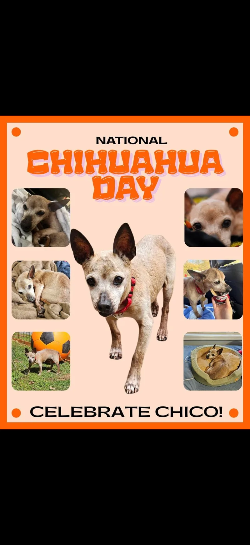 A senior small-sized male Chihuahua dog named Chico for adoption in Bradenton, FL
