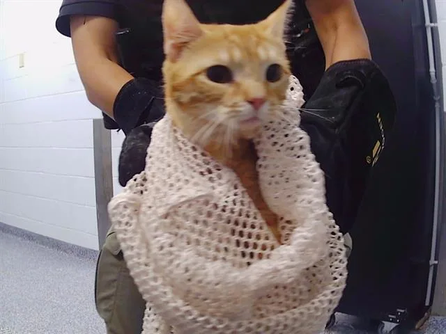 A young medium-sized male Domestic Short Hair cat named Carpe for adoption in Charlotte, NC