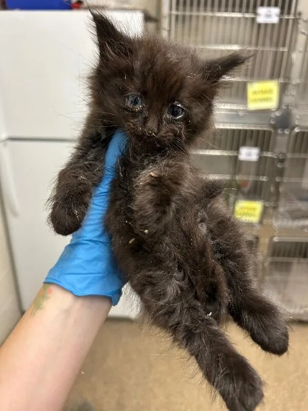 A baby small-sized male Black Domestic Long Hair cat named Kirk for adoption in Fruit Heights, UT