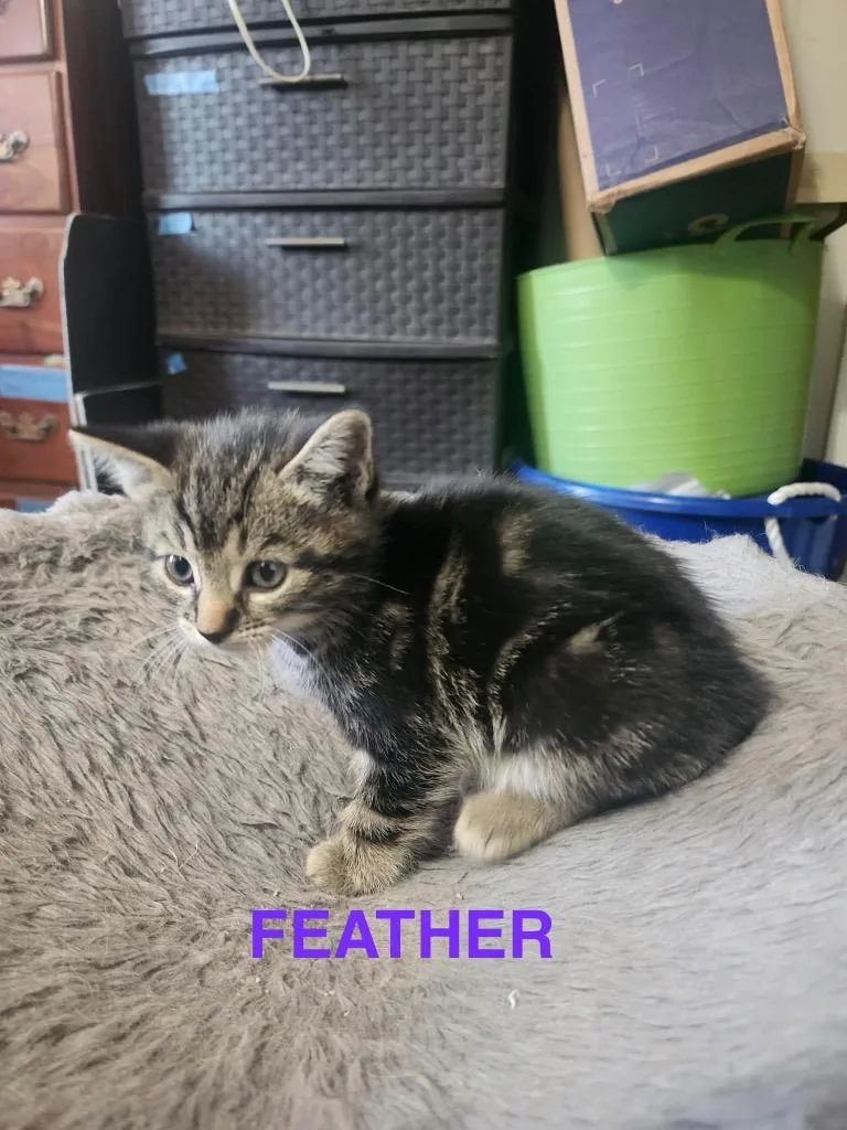 A baby small-sized female Domestic Short Hair cat named Feather for adoption in Glenfield, NY