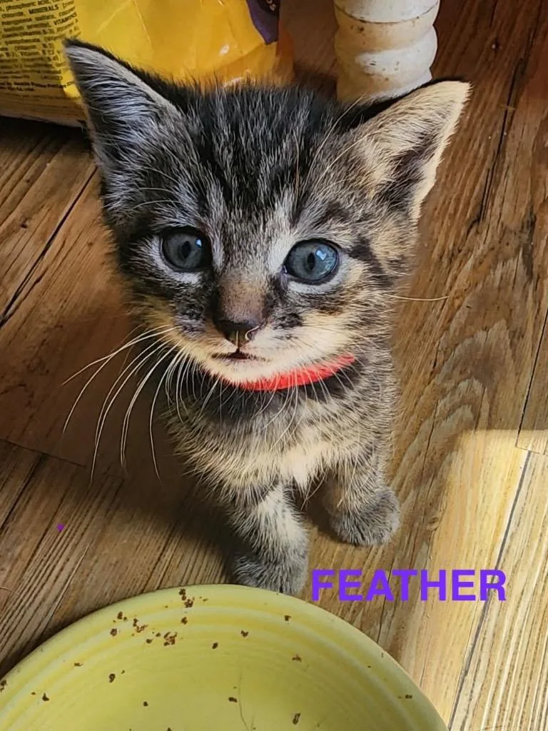 Feather thumbnail 3