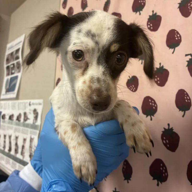 A young small-sized female White / Cream Chihuahua dog named Batchyu for adoption in San Antonio, TX