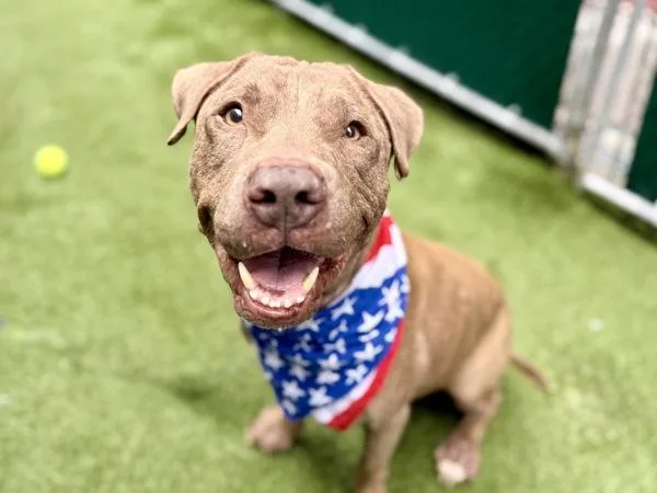 An adult large-sized male Mixed Breed dog named Gerry for adoption in New York, NY