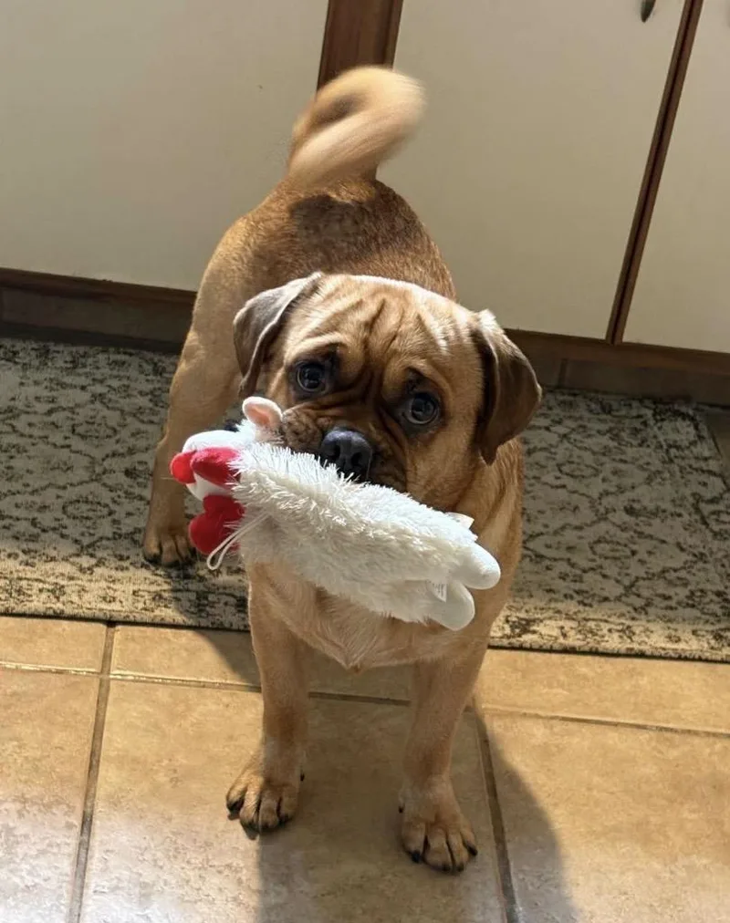 A young medium-sized male Pug dog named Bobby for adoption in Philadelphia, PA