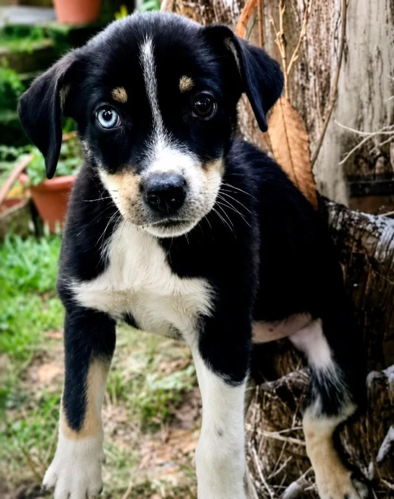 A baby small-sized male Australian Shepherd dog named Creed for adoption in Dalton, GA