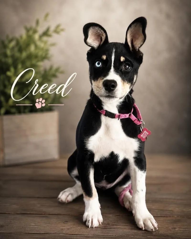 Creed thumbnail 3