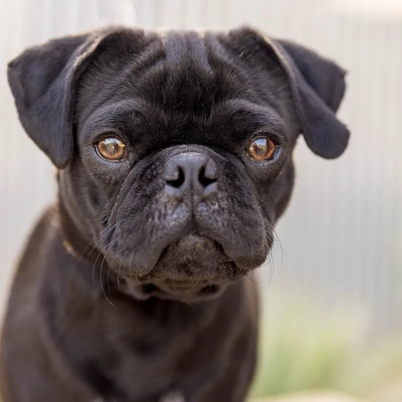 An adult small-sized male Black Pug dog named Kane for adoption in Palm Springs, CA