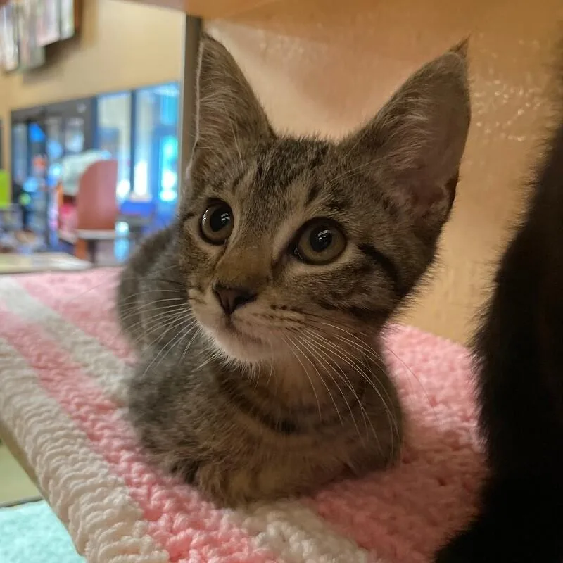 A young medium-sized female Domestic Short Hair cat named Blt for adoption in Roanoke, VA