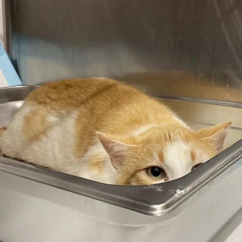 An adult medium-sized male Orange / Red Domestic Short Hair cat named Mushroom for adoption in Salt Lake City, UT