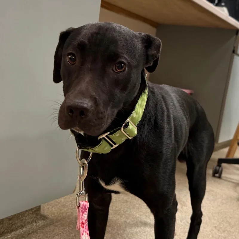 A young medium-sized male Black Mixed Breed dog named Bartholomew for adoption in Jacksonville, FL